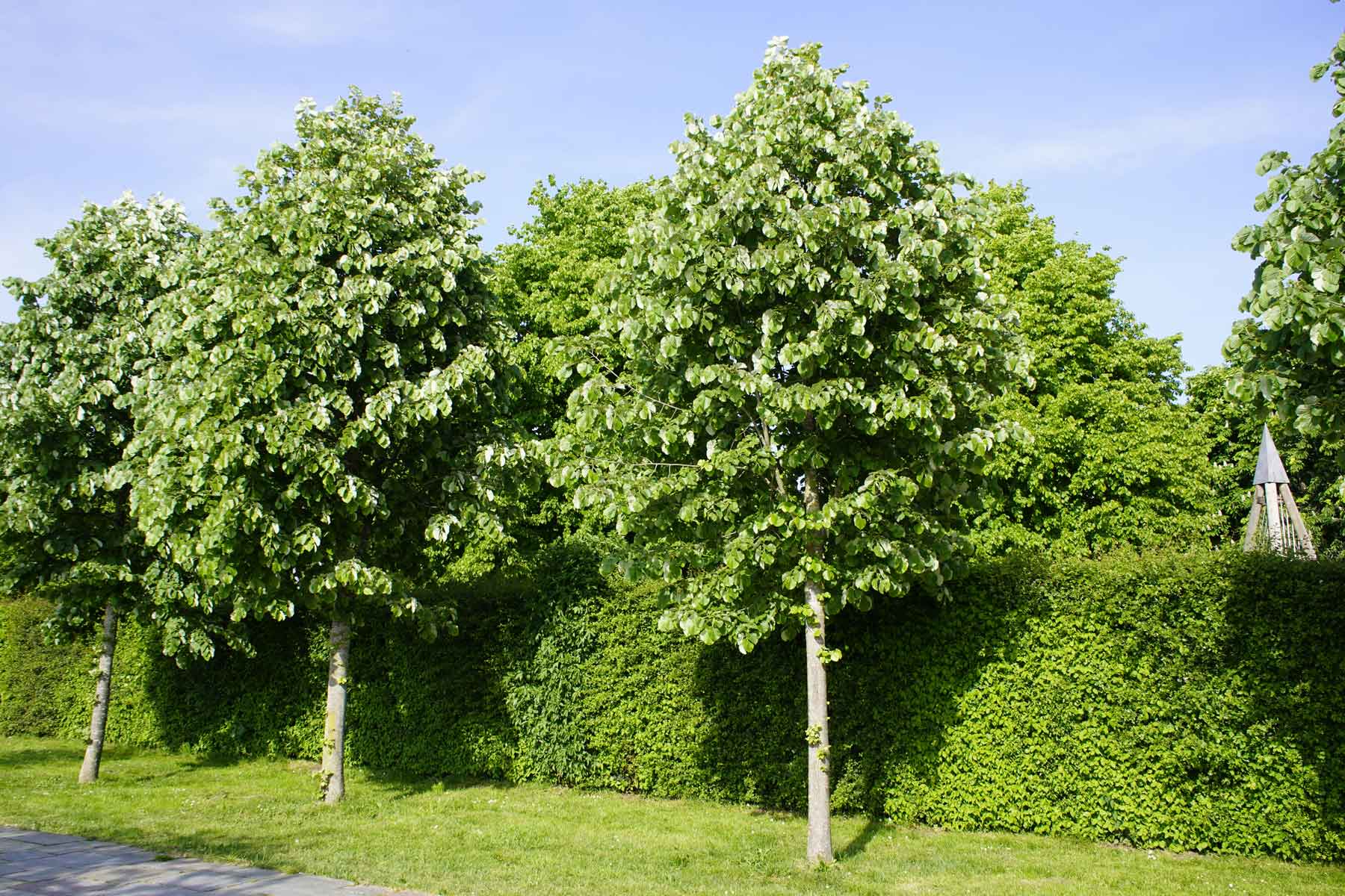 Sichtschutz und Bäume Sichtschutz und Bäume